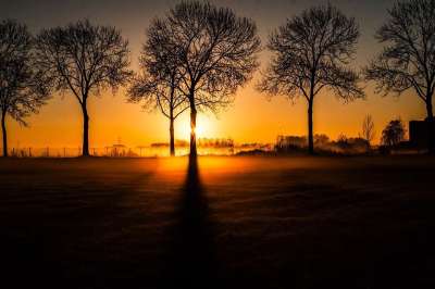 太阳 早晨 树木 景观 性质 多雾路段 日出 光 离开 安静