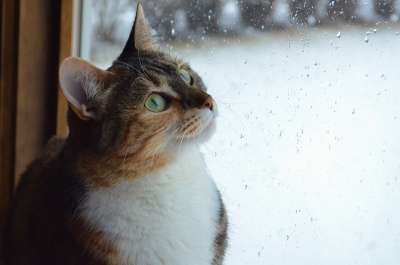 猫 小猫 动物 宠物 窗户 玻璃 玻璃 雨