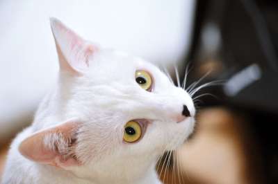 猫 老虎 动物 可爱的 猫和 雪 胡子 脸 头发