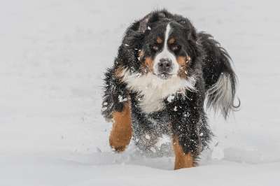 伯恩山犬 可爱的 动物 狗 冬天 雪 宠物 毛皮