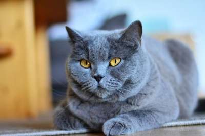 迦太基 猫 动物 家畜 肖像 家猫 高贵 猫看 毛皮 爪子