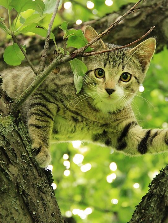 猫 自然 动物