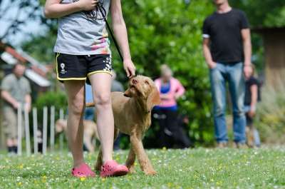 狗学校 训犬 指着狗 匈牙利指点犬