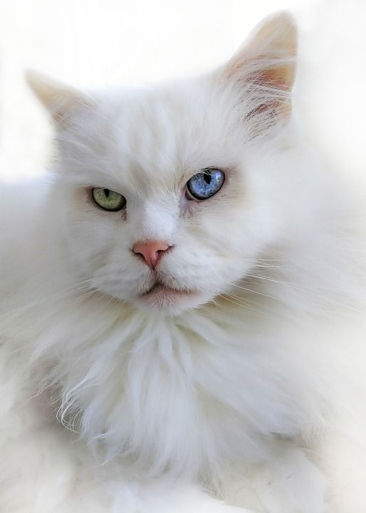 猫 白色的 品种猫 眼睛 蓝色的 绿色 家畜 关闭 动物肖像