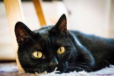 猫 黑色的 家猫 说谎 眼睛 动物 家畜 小猫 老虎 脸
