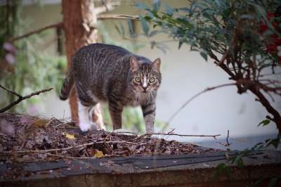 宿醉 猫 家畜 家猫 鲭鱼 看法 猫眼