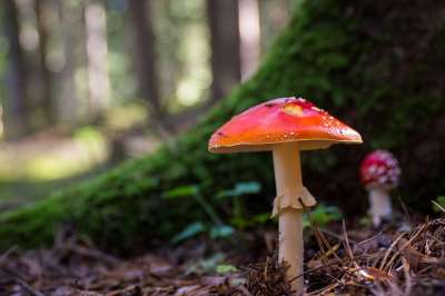 毒菌 蘑菇 有毒 自然 落下 森林 红飞木耳 红色的 苔藓