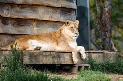 狮子 母狮 卡罗来纳老虎救援 匹兹堡 动物 野生动物 猫 女性