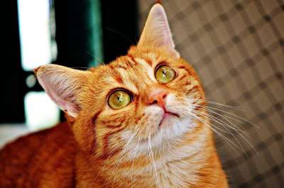 猫 宿醉 红色的 可爱的 鲭鱼 老虎 舒适 动物 家猫 毛皮