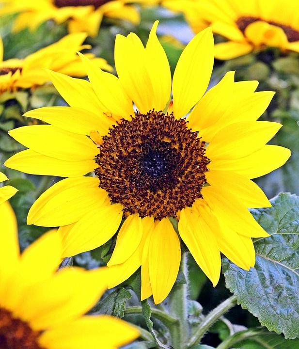 向日葵 花 开花 夏天 美丽的 植物 市场 市场摊位