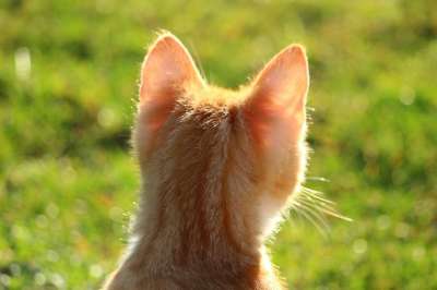 猫 小猫 红虎斑 红猫 年轻的猫 猫宝宝 家猫 草