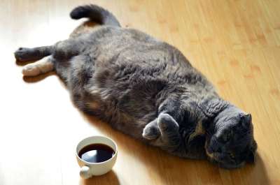 猫 黑暗的 咖啡 懒惰的 说谎 木头 木制的 地面 苏格兰的