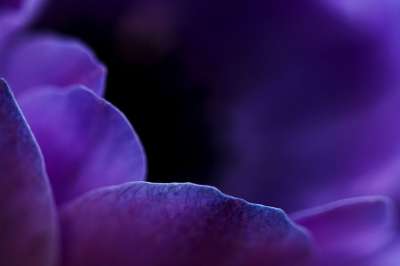 高清壁纸 花 特写 紫色 紫色的 紫花 紫色花瓣 花瓣 盛开
