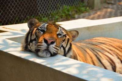 老虎 猫 动物 大 自然 野生动物 食肉动物 哺乳动物 猫科动物