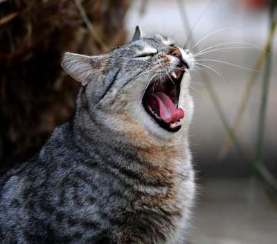 小老虎 打哈欠 动物医院 猫咪 哺乳动物