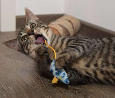 猫 鼠 动物 可爱的 抓 打猎 乐趣 家猫 猎物