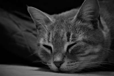 猫咪 宠物 动物医院 猫的枪口 梅莱 国内的猫 动物 可爱的