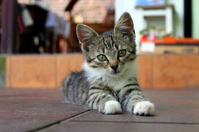 猫 小猫 年轻 小的 基蒂 动物 胡须 爪子