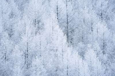 冬季 木材 自然 季节 雪 荒野 森林 户外 落叶松 日本