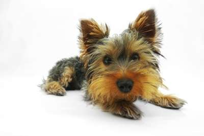 约克夏犬 狗 梗犬 宠物 肖像