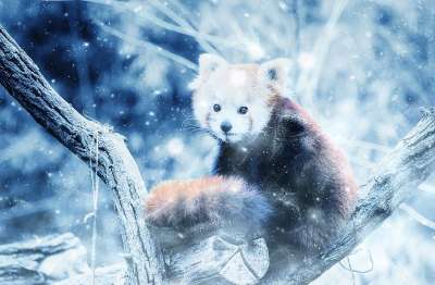 动物 小熊猫 雪 艺术 优质的 冬天 自然 装饰性的 蓝色艺术