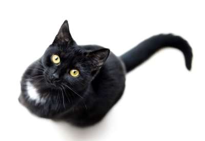 猫 黑色的 孤立 单身的 动物 宠物 猫科动物 黑暗的 哺乳动物