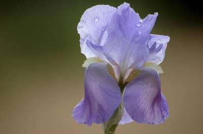 花 春天 紫色 虹膜