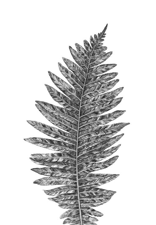 蕨类 叶子 植物 自然 环境 黑和白 绘画 水彩 艺术 美术