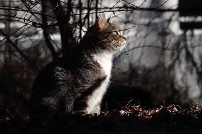猫 宿醉 鲭鱼 家猫 家畜 获释