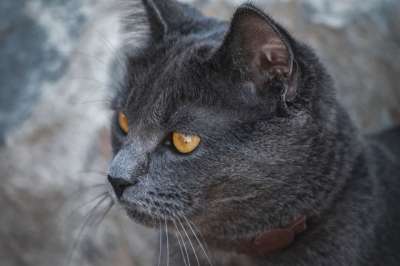 动物 猫 胡须 猫科动物 宠物 哺乳动物 品种 英国短毛猫