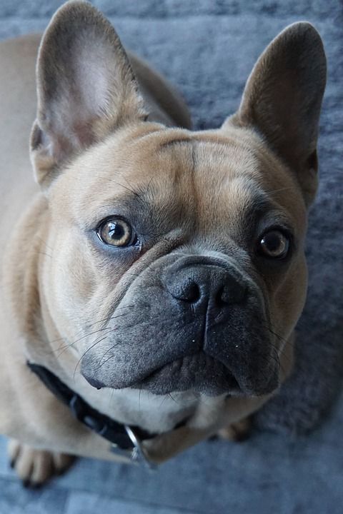 狗 狗的头 动物肖像 狗看 纯种狗 狗鼻子 法国斗牛犬 斗牛犬