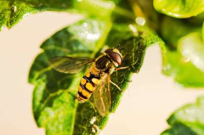 Hoverfly 昆虫 叶子 动物 飞 翅膀 飞蛾 花飞 植物