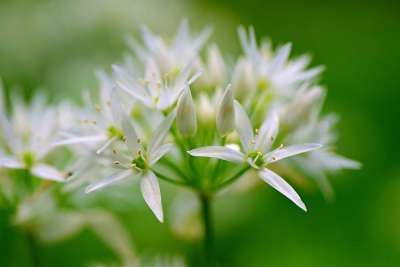 野生大蒜 花 植物 大葱 春天的时候 草本植物 拉姆森 青春