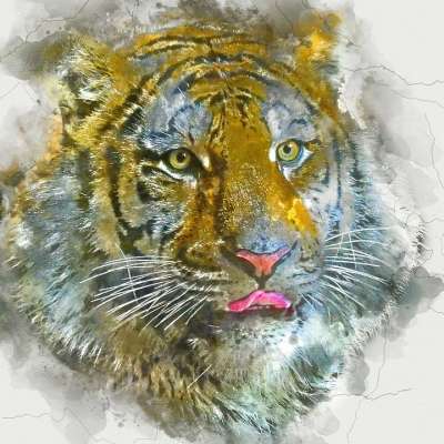老虎 动物 头 东北虎 西伯利亚虎 大猫 捕食者 野生动物