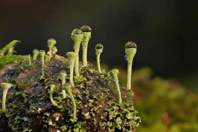 杯苔藓 地衣 轻敲 宏 苔藓 森林 森林地面 冬天