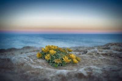 海滩 花朵 日落 自然 岩石