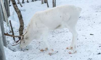 驯鹿 白色的 鹿角 冬天 鹿 雪 动物