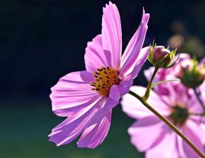 宇宙花 花 花瓣 开花 Cosmea 盛开 宇宙 紫花 紫色花瓣