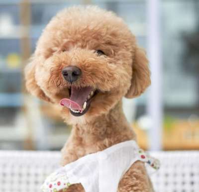 狗 微笑 户外 糊状的 品种 小 贵宾犬 贵宾犬 贵宾犬