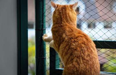 猫 宿醉 猫网 安全 怀旧 红色的 可爱的 鲭鱼 老虎 舒适