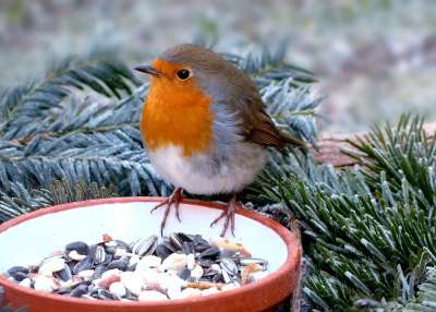 动物 鸟 鸣禽 知更鸟 Erithacus Rubecula 饥饿