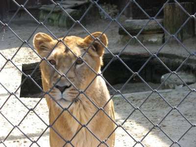 母狮 狮子 捕捉 栅栏 笼 动物园 大猫 食肉动物 猫 猎人