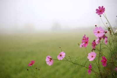 大自然 夏天 花 场地 草场 农村地区 野花 植物 宇宙 花朵
