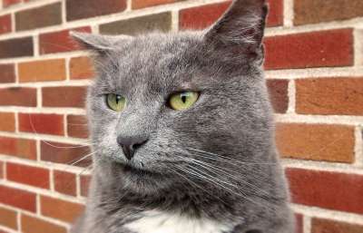 猫 有趣的 面对高飞 动物 可爱的 宠物 猫科动物 基蒂