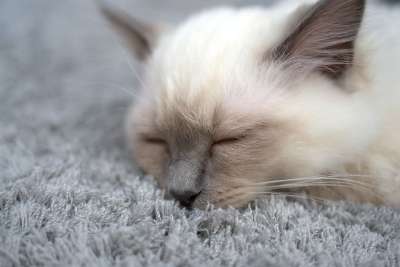 猫 Katzenkopf 品种猫 小猫 猫脸 家猫 头 动物