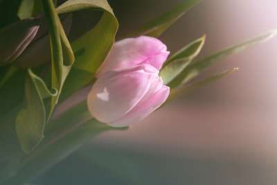 郁金香 粉色的 粉色郁金香 花 粉色花 开花 切花 春天的花朵