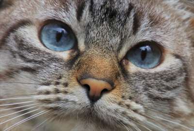 猫 宠物 动物 猫肖像 艾米李 孤独的 再见了 晶须 毛皮
