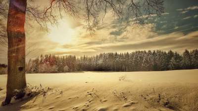 冬天 雪景 自然 景观 寒冷的 冬季景观 雪 树 降雪 全景