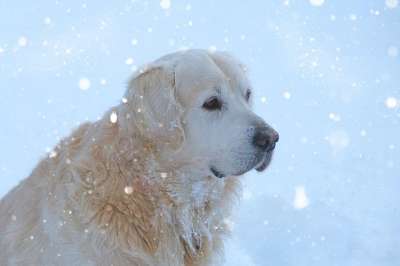 金毛猎犬 狗 可爱的 家畜 动物肖像 冬天 雪