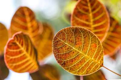 秋天的树叶 秋季 秋灯 变色的叶子 颜色 秋天的颜色 性质 植物